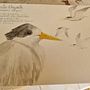 el inicio del cuaderno de viajes y rejistro. Projekt z dziedziny R, sunek ołówkiem,  R, sunek, Malowanie akwarelą, Sketchbook, Ilustracja naturalist i czna użytkownika alejandra gonzalez salazar - 20.02.2024
