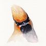 Bohemian Waxwing. Un proyecto de Pintura a la acuarela de Jamie - 10.11.2023