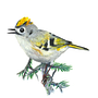 Oiseaux à l'aquarelle . % maela_adam tarafından hazırlanan Geleneksel illüstras, Ve on projesi - 03.25.2024