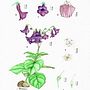 Meu projeto do curso: Ilustração botânica com aquarela. Een project van Traditionele illustratie,  Beeldende kunst, Schilderij,  Tekening, Aquarelschilderen y  Botanische illustratie van Josiene Rossini - 07.04.2024