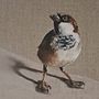 My project for course: Classical Oil Painting for Naturalist Bird Portraiture. Fine Arts, Painting, Oil Painting, and Naturalistic Illustration project by bridie_2 - 04.11.2024