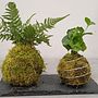 kokedama. L, and scape Architecture project by agata_kwartnik - 04.12.2024