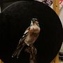 Mi proyecto del curso: Pintura al óleo para retrato naturalista de aves. Fine Arts, Painting, Oil Painting, and Naturalistic Illustration project by Maria Trucco - 09.01.2022
