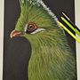 Turaco de Swalow. Traditional illustration, Fine Arts, and Painting project by Claudia Maria Duarte de Sá - 05.10.2024