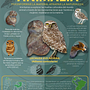 Mi proyecto del curso: ANIMALIA: TRANSFORMAR LA MATERIA, ATRAPAR LA NATURALEZA. Een project van Grafisch ontwerp, Informatieontwerp,  Infographics y Posterontwerp van Andres Rocha - 23.05.2024