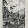 American jay at the edge of a prairie . Membuat sketsa, Menggambar, Menggambar Artistik, Buku sketsa, Ilustrasi Tinta & Ilustrasi Naturalistik proyek oleh Anna Paniccià - 08.01.2024