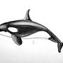 Orca: Técnicas de ilustración naturalista: ballenas en acuarela. Un progetto di Illustrazione naturalistica, Pittura, Pittura ad acquerello e Belle arti di Judith Elizondo - 07.10.2024