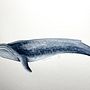 Ballena azul: Técnicas de ilustración naturalista: ballenas en acuarela. Un progetto di Illustrazione tradizionale, Pittura ad acquerello e Belle arti di Judith Elizondo - 07.10.2024