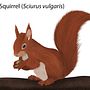 Meu projeto do curso: Ilustração naturalista de animais com Procreate - Esquilo-Vermelho. Realistic Drawing, Traditional illustration, Digital Illustration, and Naturalistic Illustration project by anaisabelnobrega_94 - 09.13.2023