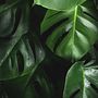 Mi proyecto del curso: Diseño de interiores con plantas desde cero . % Melissa Vivaldo Capdepont tarafından hazırlanan İç Tasarım, Peyzaj Mimarisi, Dekorasyon, İç Dekorasyon, Kendin Yap, Çiçek ve Bitki Tasarımı, Ve Mekansal Tasarım projesi - 11.20.2024