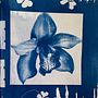 Orquídea en cianotipia . Un proyecto de Artesanía, Bellas Artes, Estampación, Fotografía analógica y DIY de sofiapinzonmayorga - 17.12.2024