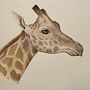 My project for course: Watercolor Illustration: Painting Realistic Wildlife. Un progetto di Belle arti, Illustrazione naturalistica, Pittura e Pittura ad acquerello di katejl - 05.01.2025