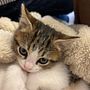 Proyecto de modelo perros y gatos . Dezvoltare web, Programare, Inteligența artificială și Programarea AI de darlinhawaii - 02.05.2025