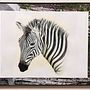 My African Zebra. Een project van Aquarelschilderen van Marilyn Allen - 10.02.2025