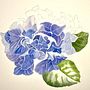 Hydrangea. Botanical Illustration, Fine Arts, Painting, and Watercolor Painting project by Rose - 03.18.2025