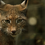 Animais em Via de Extinção em Portugal. Programação , e Desenvolvimento Web projeto de Joao Pinto - 20.03.2025