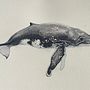 Whale illustrations. Un progetto di Illustrazione naturalistica, Pittura, Pittura ad acquerello e Belle arti di susannahrthompson - 02.06.2025