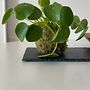 Kokedama . Un proyecto de Artesanía, Decoración de interiores, Diseño de interiores, DIY, Paisajismo, Diseño floral y vegetal de Chiara Pattara - 27.06.2025