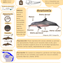 Infografía de Delfín costero (Sotalia guianensis) y iguana comun (Iguana iguana). Graphic Design, Infographics, Information Design & Interactive Design project by Deisy Acero - 10.05.2025