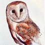 🎁Free watercolour owl process video to my email subscribers . Watercolor Painting project by Sarah Stokes - 10.19.2025