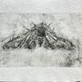 Creating the "Night Moth" engraving using the drypoint technique, using Tetra Pak and Pasta Press.. Drawing, Sketching, Printing, Arts, Crafts, and Artistic Drawing project by Maryna Shkoliar - 11.07.2025