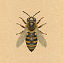 L’abeille. Traditional illustration, Realistic Drawing, Botanical Illustration, and Naturalistic Illustration project by julienaltana - 11.12.2025
