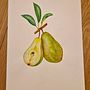 Pears watercolor painting Ein Projekt aus dem Bereich Botanische Illustration, Naturalistische Illustration, Malerei und Aquarellmalerei von Mila Malenova - 03.01.2026
