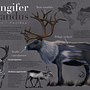 Rangifer Tarandus. Realistic Drawing, Traditional illustration, Digital Illustration, and Naturalistic Illustration project by Doriane D - 01.17.2026