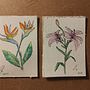 Estrelícia e Lírio. Fine Arts, Drawing, Traditional illustration, Painting, Watercolor Painting, and Botanical Illustration project by Patrick Schneider - 02.06.2026