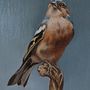 My finished project: Classical Oil Painting for Naturalistic Bird Portraiture. Fine Arts, Painting, Oil Painting, and Naturalistic Illustration project by suepaints2 - 02.08.2026