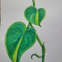 Pothos. Sketching, Drawing, Traditional illustration, Botanical Illustration, Watercolor Painting, and Sketchbook project by zipporahzacharias - 03.03.2026
