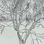Ulivo. Traditional illustration, Drawing, Sketchbook & Ink Illustration project by Chiara Baldinelli - 04.05.2026