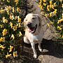 Lifestylephotography for dogs. Un projet de Photographie, Photographie de portrait, Photographie pour Instagram, Photographie documentaire, Photographie lifest , et le de Tessa Harkema - 09.04.2026