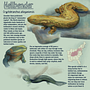 Hellbender Infographic. Desenho realista, Ilustração tradicional, Ilustração digital e Ilustração naturalista projeto de gracemader411 - 11.05.2026