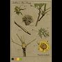 Botanical Illustration of Paeonia ludlowii with David Morales Ein Projekt aus dem Bereich Digitales Design, Botanische Illustration und Illustration mit Tinte von sjwsarahjane - 30.05.2026
