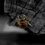 Bee. Un proyecto de Fotografía y Post-producción fotográfica		 de carlosvega_electri - 02.06.2026