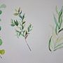 Biblioteca de elementos naturais. Traditional illustration, Watercolor Painting, and Naturalistic Illustration project by Cassandra Hágata Dantas - 06.29.2026