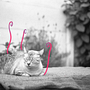 Michi tomando sol Ein Projekt aus dem Bereich Fotografie, Bildende Künste, Grafikdesign und Digitale Illustration von Bianca - 10.08.2026