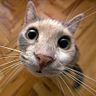 rodolphetoepffer