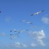 las gaviotas