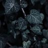 Nox Lydell