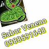 Grupo Femenino Sabor Veneno