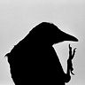 a_sad_crow