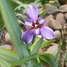 EmiLSA SELVA