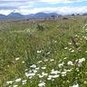 Maria Cecilia Haro