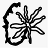 opietraccone