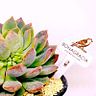 Bonagracia Suculentas