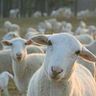 Cornelia Sheep
