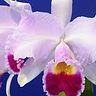 Cattleya Silvestre