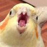 Peri Coo